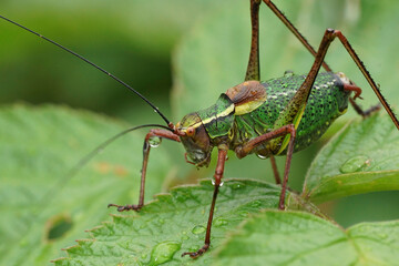 Closeup on a male Common Saw Bush-Cricket, Barbitistes serricauda , sitting on a green leaf