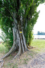 Picture of some trees in nature