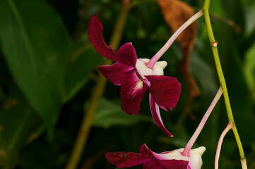 Dendrobium bihumus in the jungle of Thailand