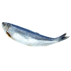Alutorskaya herring on a white background