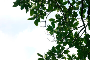 Tree branches with big green leaves on the background of bright white sky