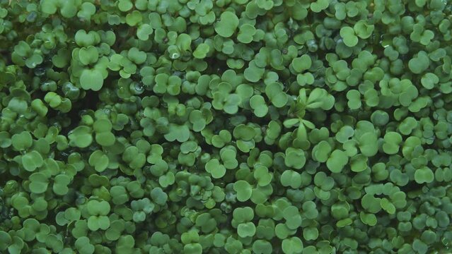 Micro Green. Eco Food. Macro Shot Sprouth. Young Seedlings Of Edible Vegetables And Herbs. Grow Microgreens At Home. For Salads, Soups, Sandwiches, And Plates. Water Drops On Leaves.