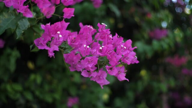 bougainvillea flowers