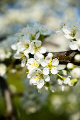 White flowers on a branch of a blossoming cherry tree in spring