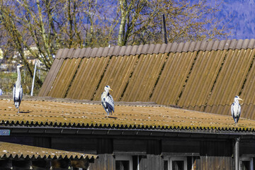Grey heron in nature