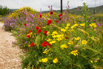 Wild spring flowers near Loziscz on Brac Island in Croatia in May, including red poppies, yellow daisies and purple malva