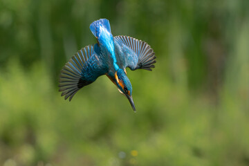 Common Kingfisher (Alcedo atthis) flying and diving for fish in the forest in the Netherlands
