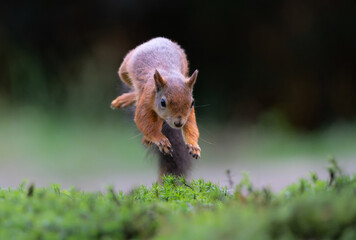 Eurasian red squirrel (Sciurus vulgaris) jumping in the forest of Noord Brabant in the Netherlands