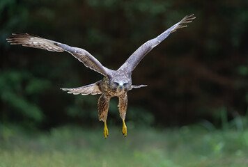 Common Buzzard (Buteo buteo) flying in the forest of Noord Brabant in the Netherlands.  Green forest background