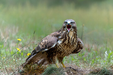 Common Buzzard (Buteo buteo) sarching for food in the forest of Noord Brabant in the Netherlands.  Green forest background