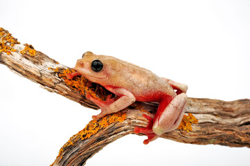 Peters Reed Frog // Prachtriedfrosch (Hyperolius glandicolor / Hyperolius viridiflavus) - Tansania