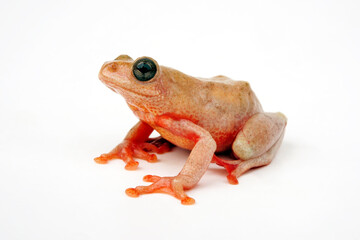 Peters Reed Frog // Prachtriedfrosch (Hyperolius glandicolor / Hyperolius viridiflavus) - Tansania