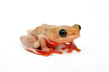 Peters Reed Frog // Prachtriedfrosch (Hyperolius glandicolor / Hyperolius viridiflavus) - Tansania