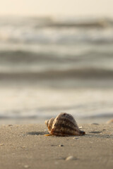 Closeup of seashell on the beach - 632892401
