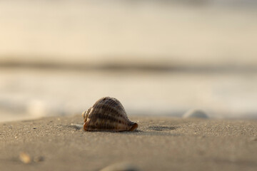 Closeup of seashell on the sand. Sunrise light - 632892402
