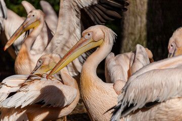 Side view on pelican bird near river