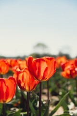 Tulip flowers blooming in the garden field landscape. Stripped tulips growing in flourish meadow sunny day Keukenhof. Beautiful spring garden with many red tulips outdoors. Blooming floral park in