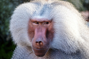 Hamadryas Baboon (Papio hamadryas)