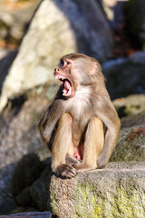 Fototapeta premium Hamadryas Baboon (Papio hamadryas)