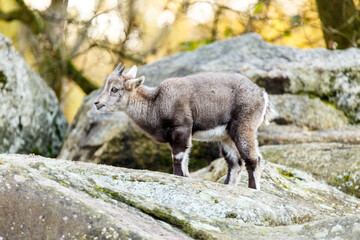 Naklejka na ściany i meble Young goats on rocks and boulders