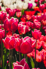 Pink Tulip flowers blooming in the garden field landscape. Beautiful spring garden with many red tulips outdoors. Blooming floral park in sunrise light. Stripped tulips growing in flourish meadow