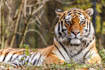 Portrait of a tiger