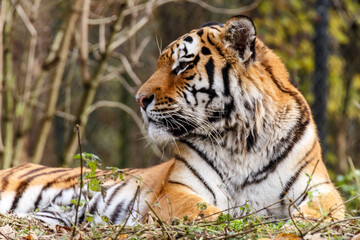 Portrait of a tiger