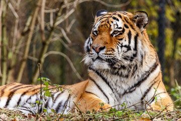 Portrait of a tiger
