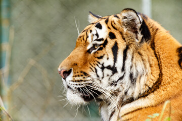 Portrait of a tiger
