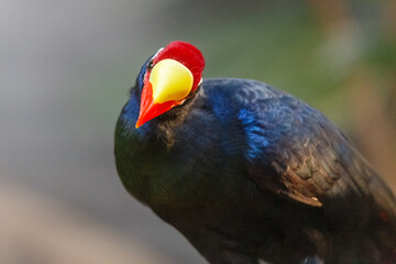 Curious colorful violet turaco