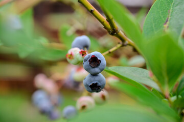 Ripe bilberries on the branches of a bush in the garden