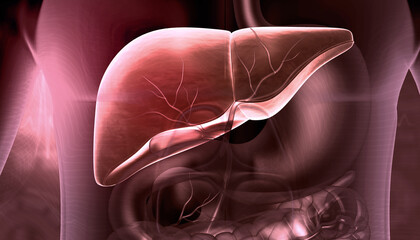  Healthy human liver anatomy. 3d illustration. - obrazy, fototapety, plakaty