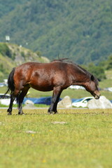 cheval en liberté - Lac d'Estaing