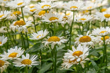 Fototapeta premium A bush of white daisies in the garden. Summer flower. Gardening. Buds close up. Chamomile petals. Floral background. Flora plant