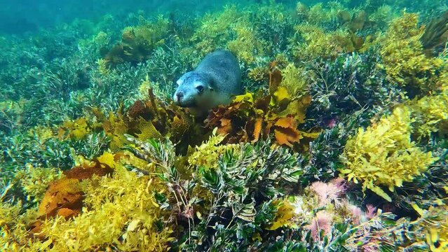 Sea lion encounter in Jurien Bay, Western Australia.