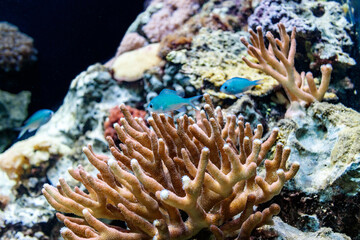 Naklejka na ściany i meble Details of coral reef