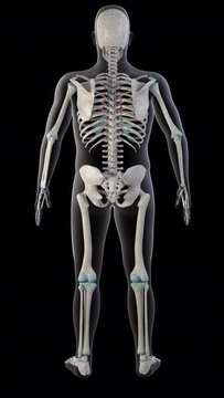 Transversus Thoracis Muscles on Whole Human Body Vertical Video