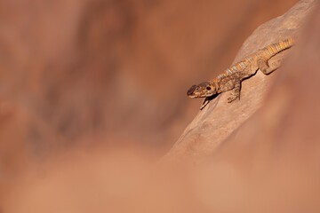 Lézard, cité de Pétra