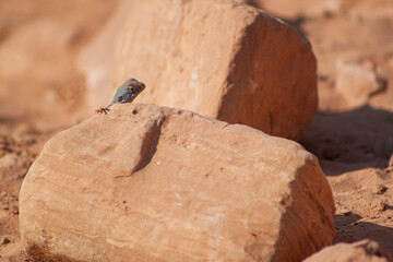 Lézard bleu à Pétra