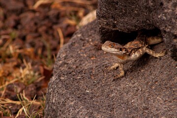 Un lézard au temple d'Hercule