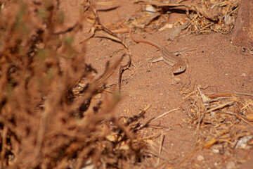 Un lézard à Pétra