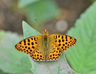 Kleiner Perlmuttfalter (Issoria lathonia) Schmetterling