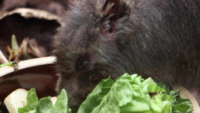 A Long-nosed potoroo - Potorous tridactylus, is feeding
