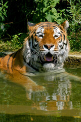 Fototapeta na wymiar Sumatra-Tiger (Panthera tigris sumatrae) im Wasser 