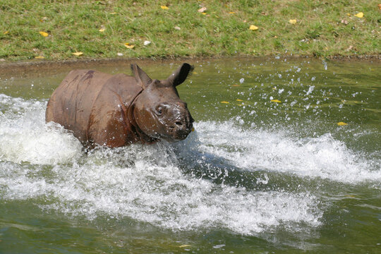 Panzernashorn (Rhinoceros unicornis) Jungtier im Wasser,  oder Indisches Nashorn, Indien