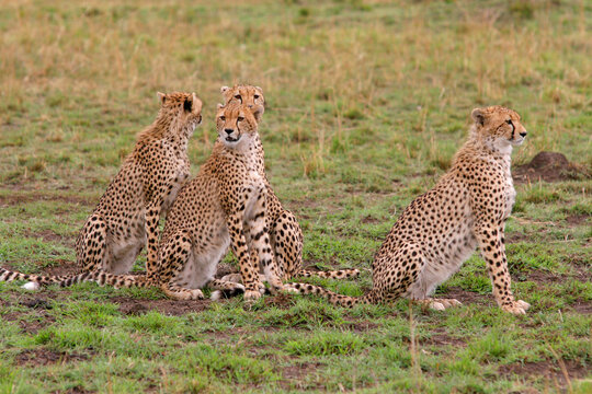 Gepard (Acinonyx jubatus) Muttertier mit Jungen in Savanne, Ostafrika, 