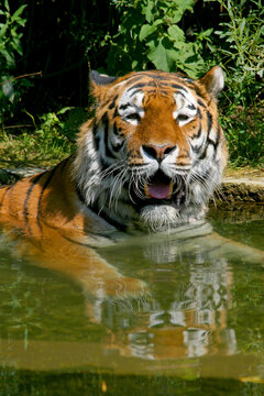 Sumatra-Tiger (Panthera tigris sumatrae) im Wasser 