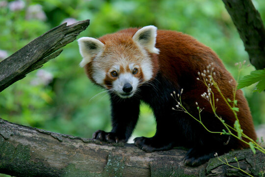 Kleiner Panda (Ailurus fulgens)  oder Rote Pandas, Asien