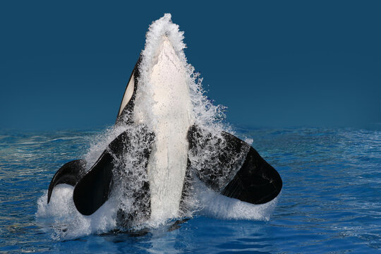 Schwertwal (Orcinus orca) springt aus Wasser, Weltmeere 