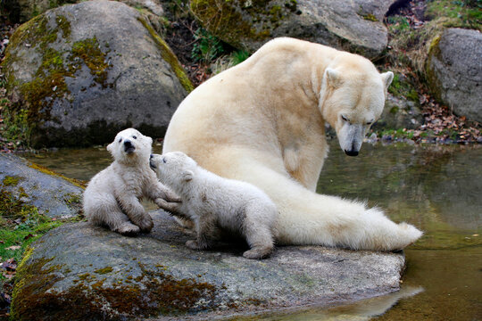 Eisbär (Ursus maritimus) Muttertier mit Jungen am Wasser 